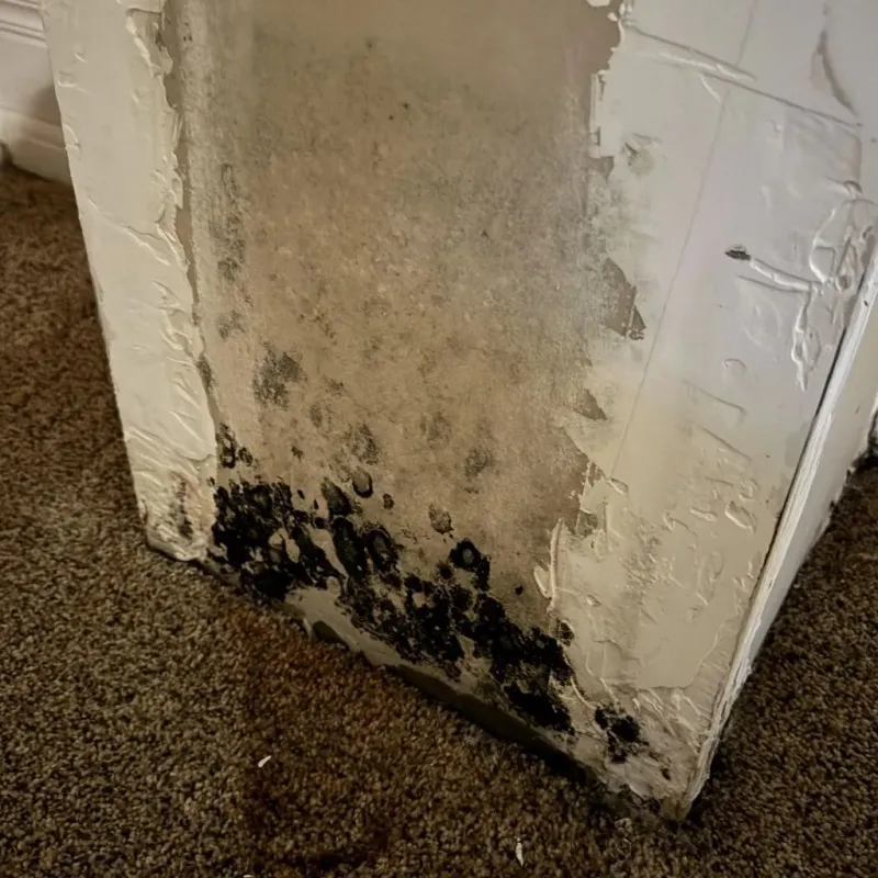 Professional Mold Removal in Dayton, IN